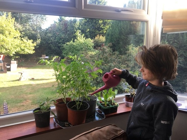 Jack waters his tomato plants, donated by Bulwell Forest Garden