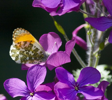Orange tip butterfly